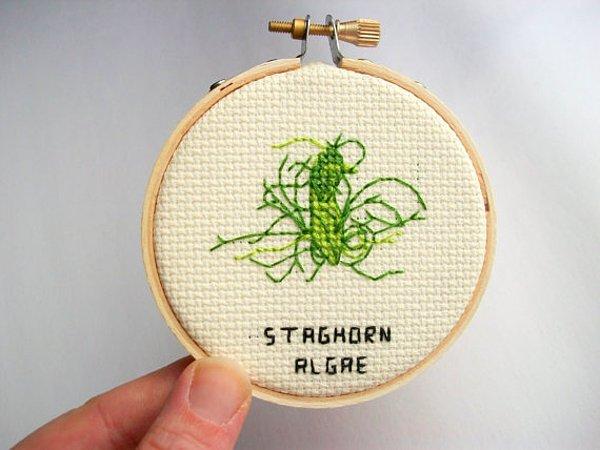 23. Staghorn Algae - Yosunlaşan alg
