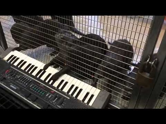 Org Çalan Su Samurları