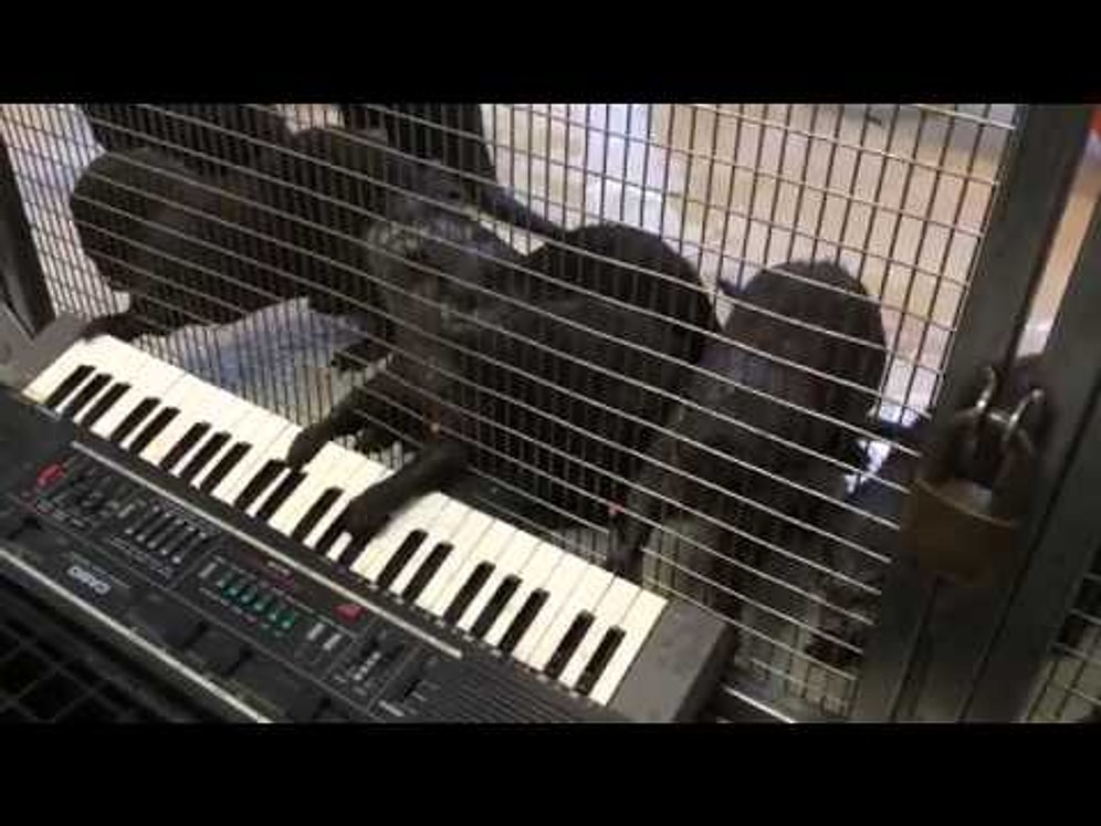 Org Çalan Su Samurları