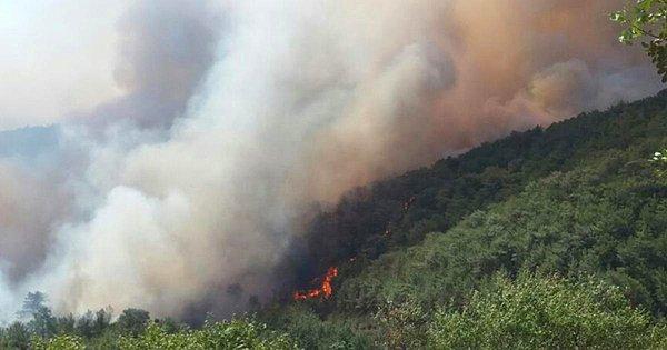 Akkuyu Nükleer Santrali arazisi yakınında orman yangını