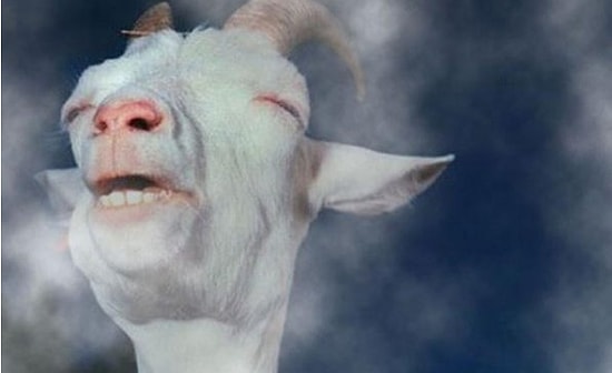 Ramazan Ayı'nın Sona Ermesiyle Birlikte Alkol Denizine Dalıp Boğulan 20 Hayvan