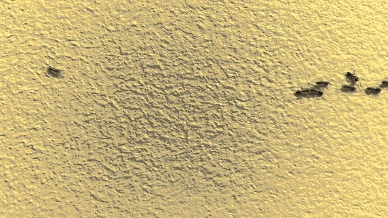 Trafikte Yavaşlamak Yerine Gaza Basan Karıncaların Oluşturduğu Karışıklık