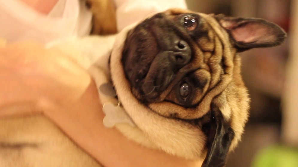 Pug'ların Dünyanın En Muhteşem Köpekleri Olduklarının Kanıtı