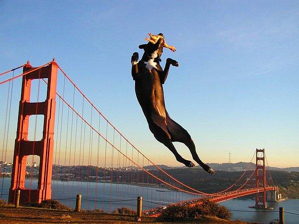 7. Golden Gate Köprüsü'nün üzerinden aşacak yüksek atlamacı bir arkadaş.