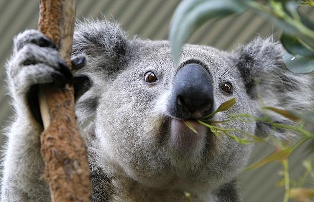 Koala