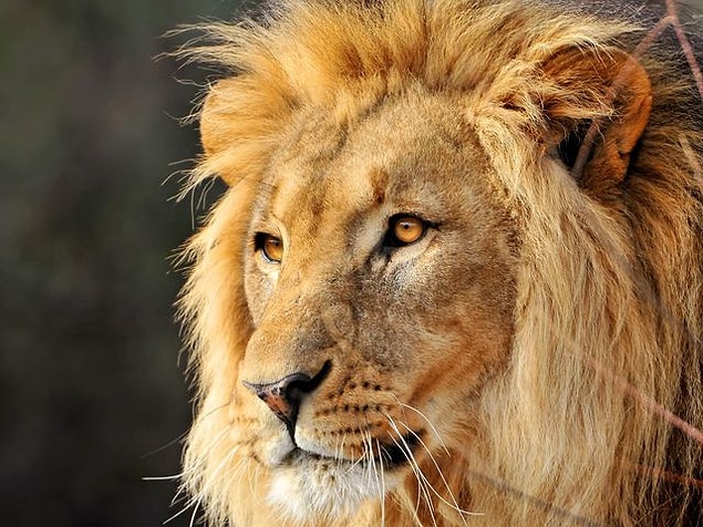 "Aslan" çıktı!