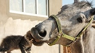 Kendi Familyasında Bulamadığı Dostluğu Başka Hayvanlarda Arayan 16 Kedi