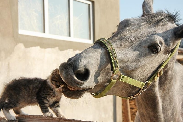 Kendi Familyasında Bulamadığı Dostluğu Başka Hayvanlarda Arayan 16 Kedi