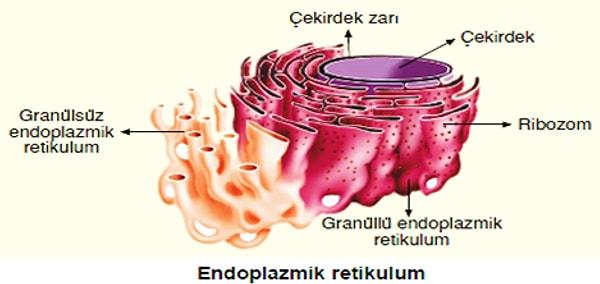 endoplazmik retikulum