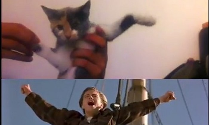 Titanic'in Kedili Parodisi | Ticatnic