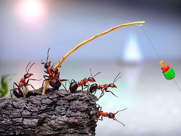 5. Rus fotoğrafçı Andrey Pavlov, harika makro fotoğraflarıyla karıncaların büyüleyici dünyasından eğlenceli görüntüler ortaya koyuyor.