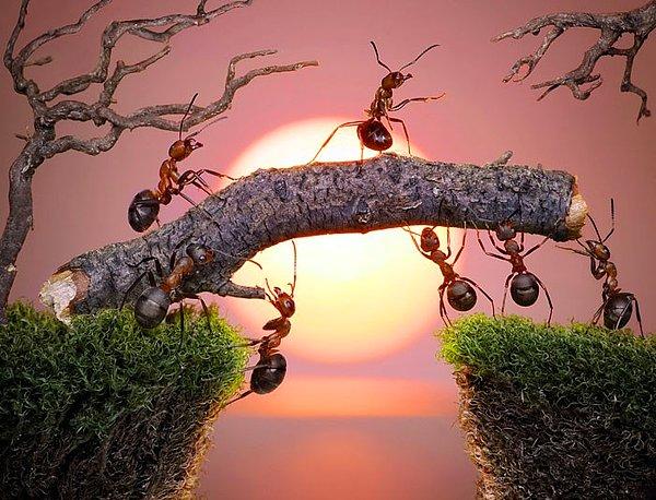 Karınca toplumları ayrıca, diğer karıncalara patojenlerin yayılmasını önlemek için koloniden ölü karınca bedenlerini kaldıran özel cenaze taşıyıcı karıncaların yaptığı nekroforez olarak bilinen bir davranışı da sergilerler.