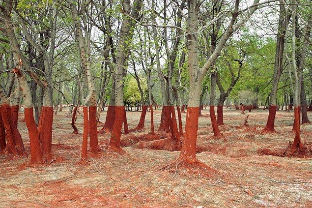 18. Macaristan'da zehirli atıkların döküldüğü bu alanda bulunan ağaçların alt kısımları ve çevresi kalıcı bir şekilde değişmiş.