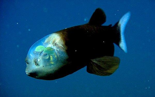 24. Okyanusların derinliklerinde, güneş ışığının ulaşmadığı yerlerde yaşayan ilginç, belirli bölümleri saydam ve ışık saçan balık!