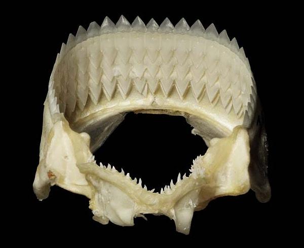 9. Vücutları dikkate alındığında, cookiecutter tüm köpekbalıkları arasında en geniş dişlere sahiptir.