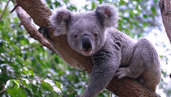 Hayatlarını Kamera Karşısında Geçirmek İçin Yaratılmış 13 Koala