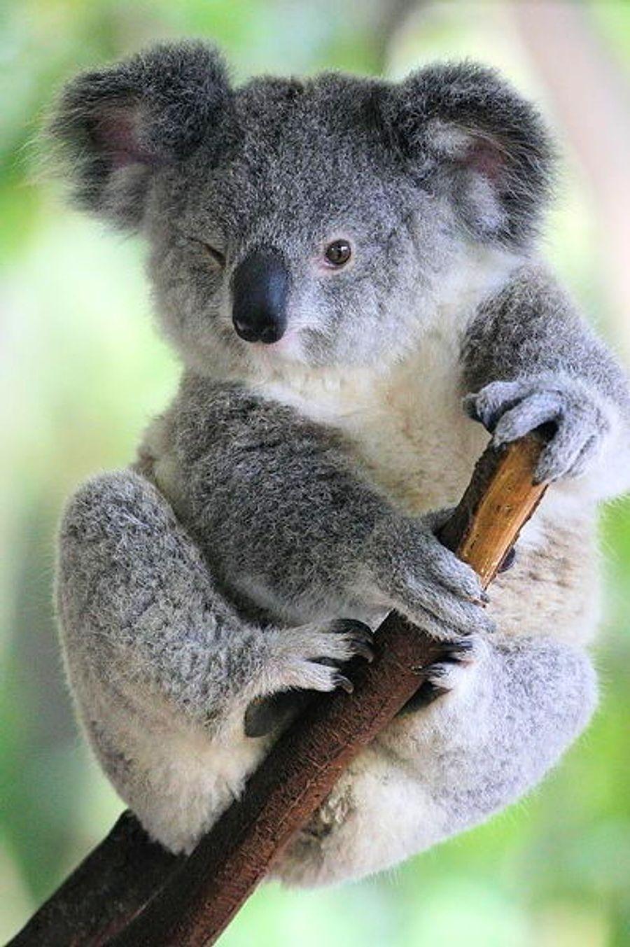 Год коалы. Лоун Пайн коала. Коала в Австралии. Бурая коала. Кенгуру и коала.