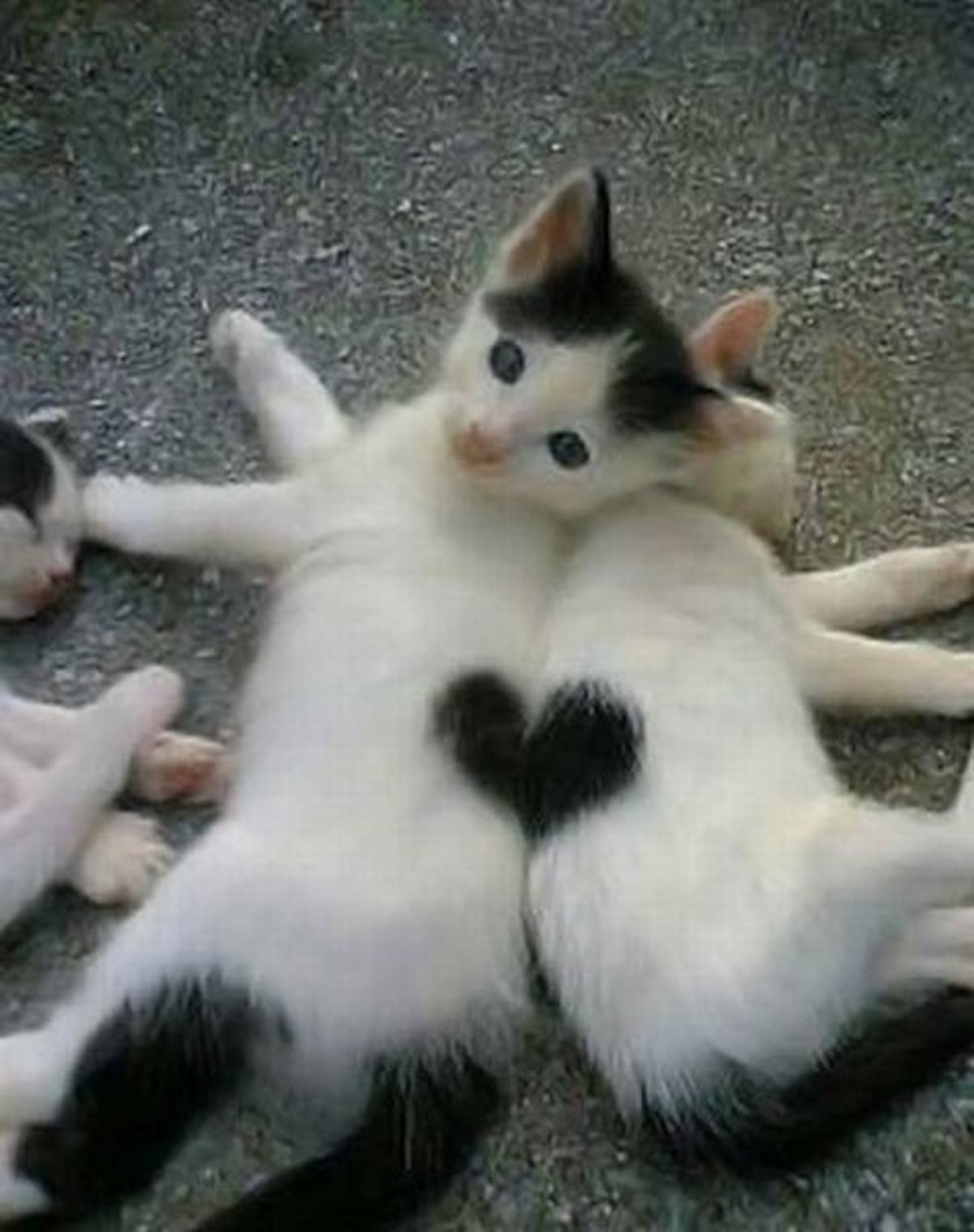 Котята с сердечками картинки