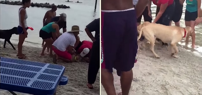 Boğulan Köpeğe Kalp Masajı Yaparak Hayata Döndüren İyi İnsanlar