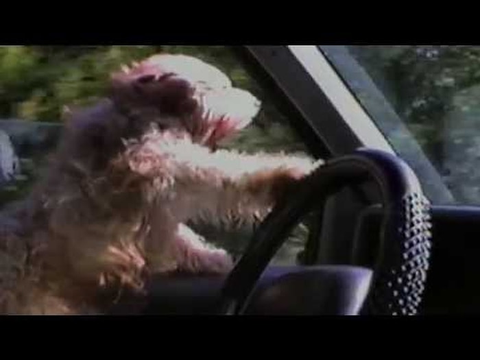 Sürücülükte Kendini Kanıtlamış 15 Köpek