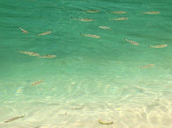 Puerto Princesa Yeraltı Nehri'nde su o kadar temiz ki balıklar çok net şekilde görülebiliyor.