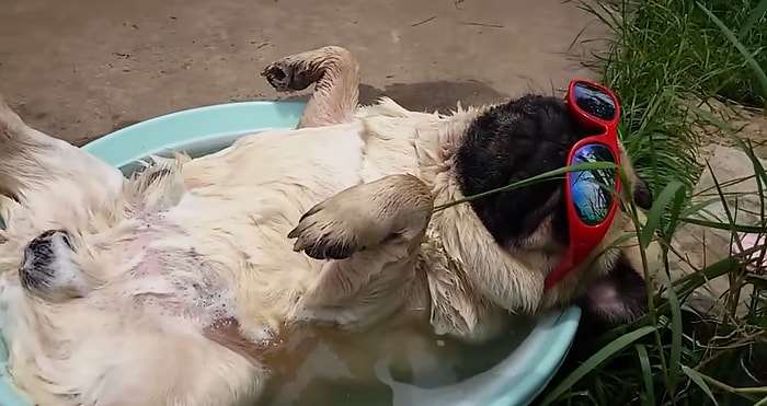 Horlayarak Uyuyan Köpeğin Alkolikleri Kıskandıracak Rahatlığı