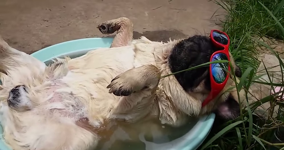 Horlayarak Uyuyan Köpeğin Alkolikleri Kıskandıracak Rahatlığı