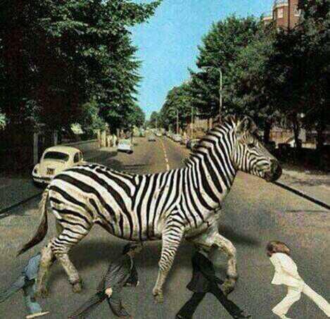 18. Zebra-crossing