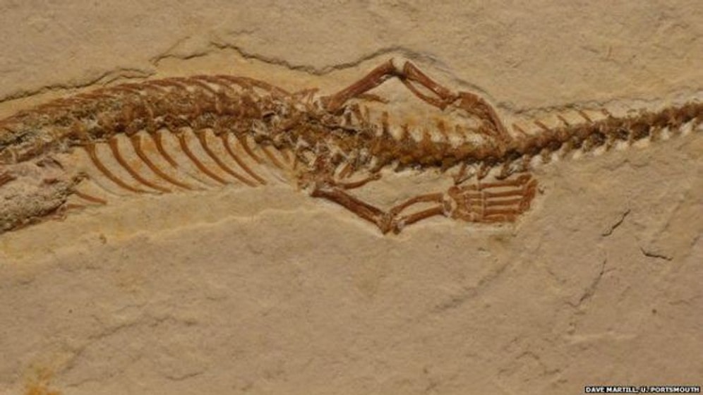 113 Milyon Yıllık Dört Bacaklı Yılan Fosili Bulundu