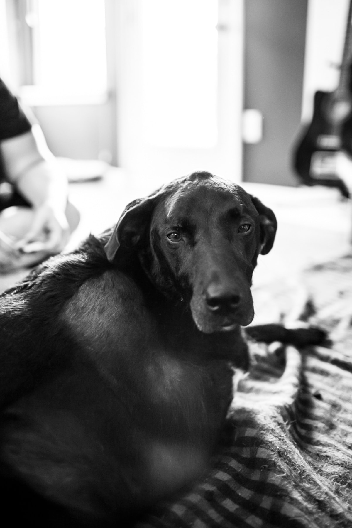 Robert dog. Robert bahou фотограф. Дог дейл. Robert dog. Robert dog.