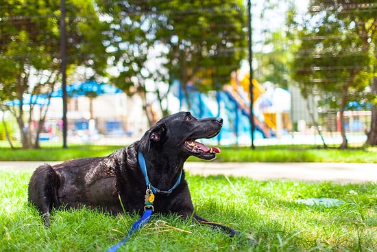 Kanser Bir Köpeğin Uyutulmadan Önce Yaşadığı Mükemmel Son Günü