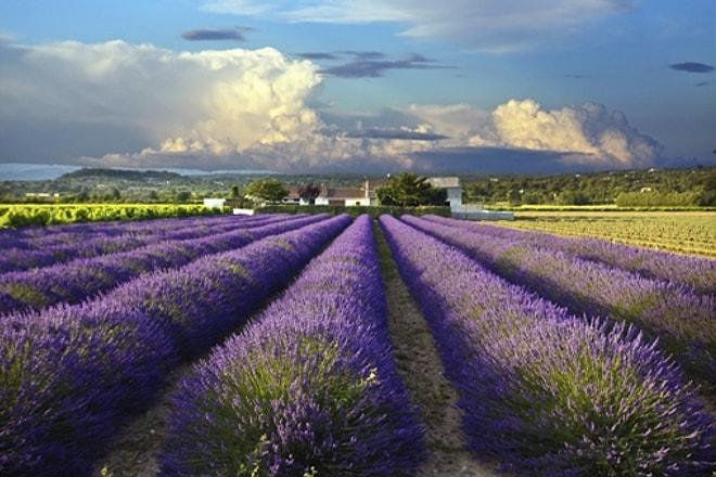 Provence'e Gitmek için İlk Akla Gelen 7 Neden