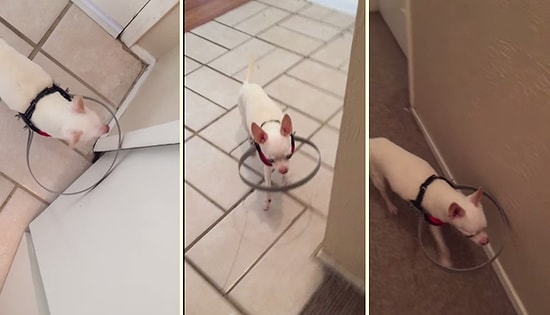 Gözleri Görmeyen Köpeğin Vücuduna Giydirilen Tamponla İlk Deneyimi