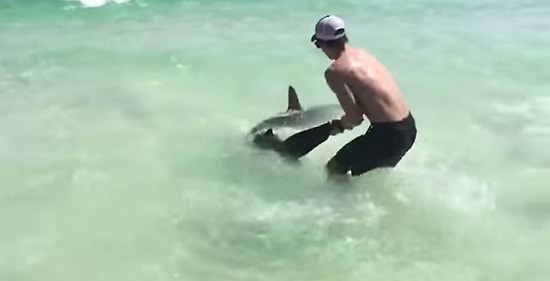 Çekiç Başlı Köpek Balığını Yakalayıp Tedavi Eden İnsanlar