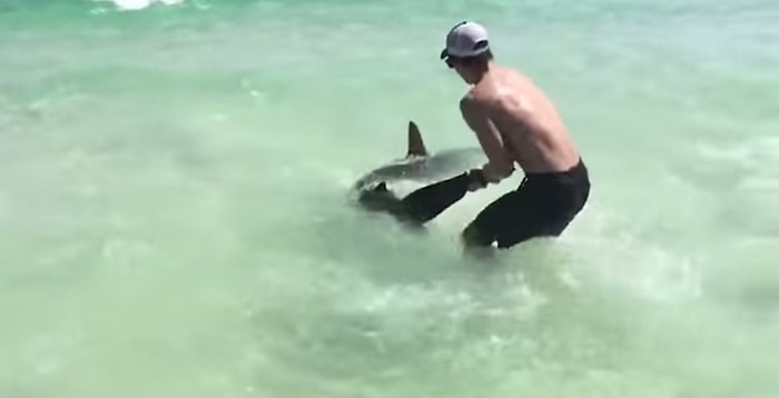 Çekiç Başlı Köpek Balığını Yakalayıp Tedavi Eden İnsanlar