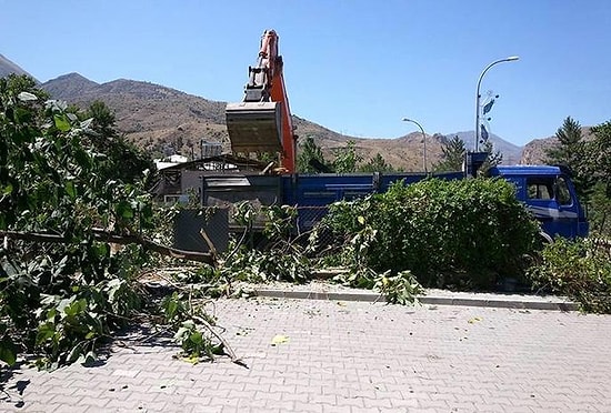 170 Yıllık Anıt Ağacı Hükümet Konağı İçin Kesildi