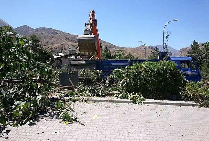 170 Yıllık Anıt Ağacı Hükümet Konağı İçin Kesildi