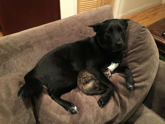 Gök Gürültüsünden Korkan Kediye Kol Kanat Geren Sevimli Köpek Photoshop Trollerinin Eline Düşerse