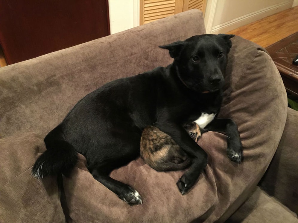 Gök Gürültüsünden Korkan Kediye Kol Kanat Geren Sevimli Köpek Photoshop Trollerinin Eline Düşerse