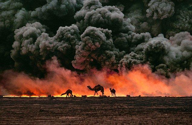 2. Yanan petrol yataklarının etrafında dolaşan develer, Kuveyt