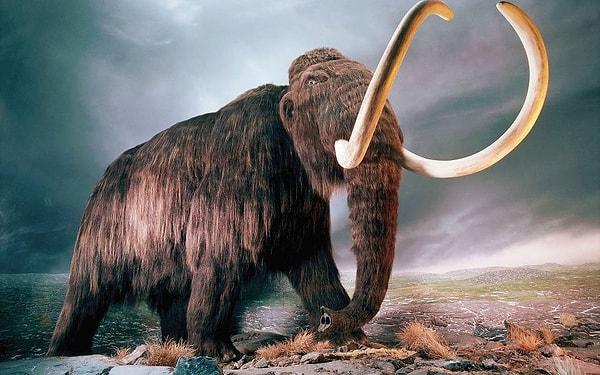 14. Bir grup Amerikan bilim adamı mamut kıllarını şampuanla yıkamanın temiz DNA örnekleri almaya yaradığını fark edip yeni bir mamut türü keşfetmiştir.