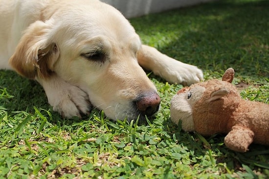Oyuncaklarının Parçalandığını Görünce İçleri Kan Ağlayan 21 Sevimli Hayvan