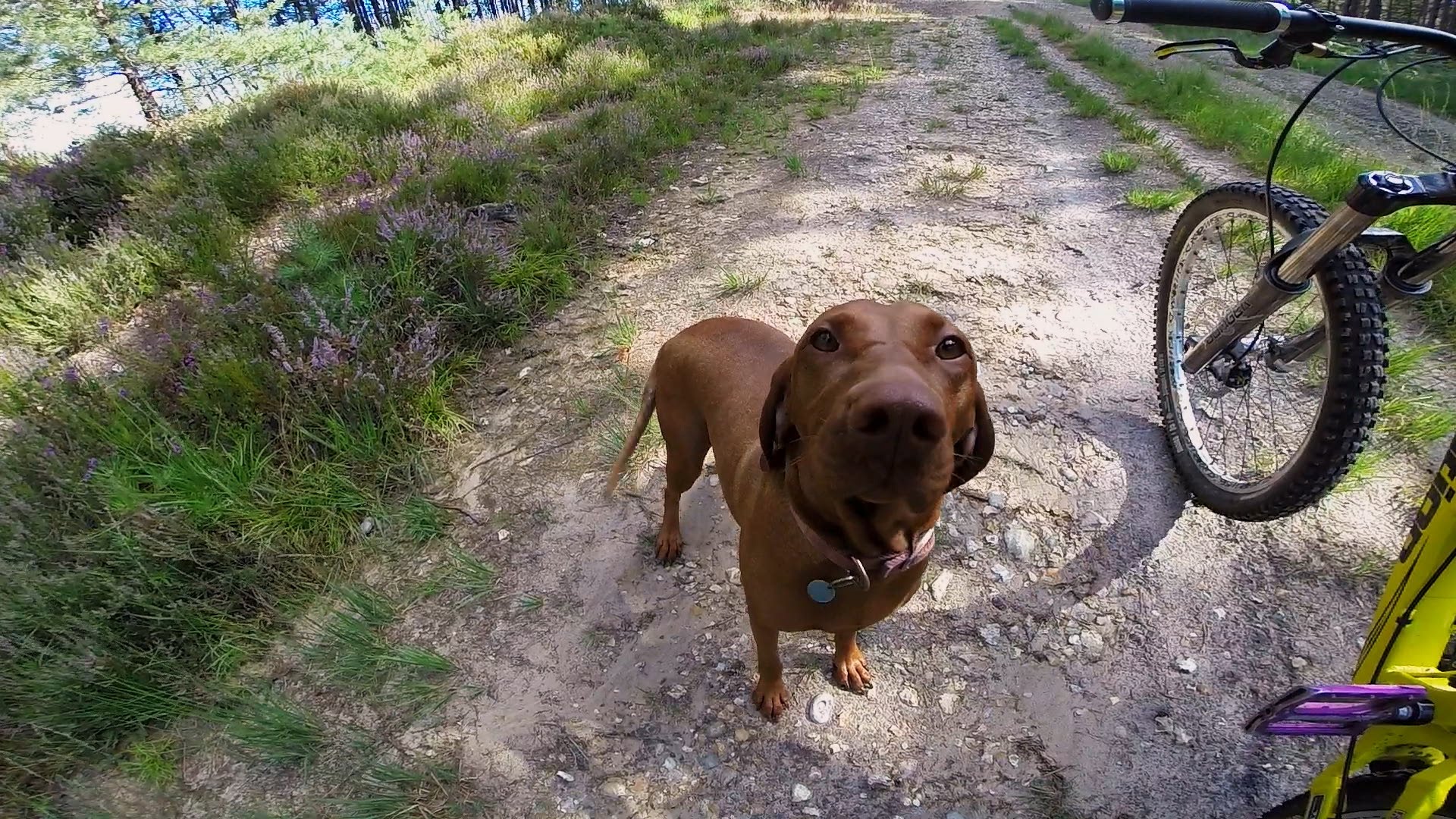 Köpeği ile Birlikte Çılgınlar Gibi Bisiklet Süren Adam