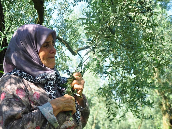 Doğalgaz İçin Kesilecek Zeytin Ağaçlarına Ağladı: 'Çocuklarım Kesilmesin...'