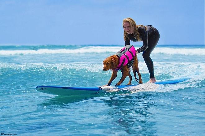 Kendini Engellilere ve Hastalara Adayan Sörfçü Kahraman Köpek Ricochet ile Tanışın!