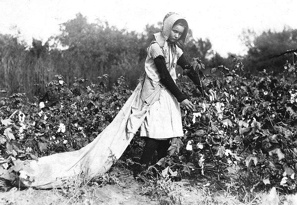 6. Oklahoma'da pamuk tarlasında çalışan 11 yaşındaki Callie Campbell. (1916)