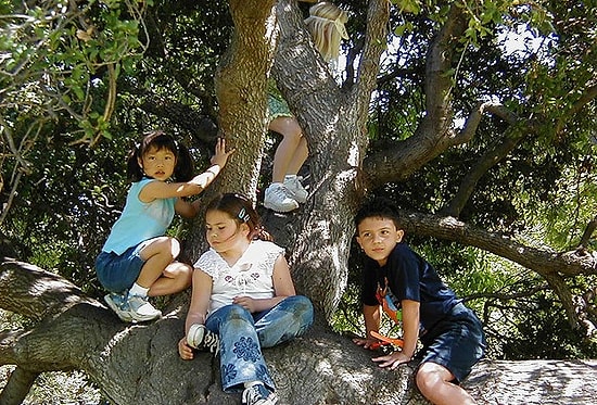 Ağaca Tırmanmak Hafızayı Güçlendirebilir