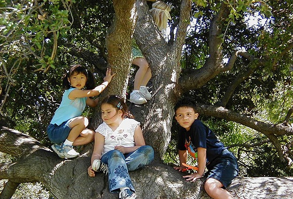 Ağaca Tırmanmak Hafızayı Güçlendirebilir