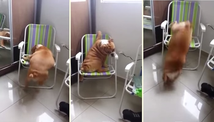 Sandalyeye Çıkmakta Bir Hayli Zorlanan Tombiş Köpeğin Sonu Kötü Biten İnişi