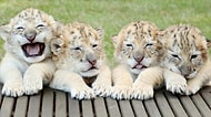 Görünce Mıncıklamak İsteyeceğiniz Beyaz Aslan ve Kaplanın Şirin Yavruları